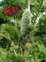 翠玉油杉